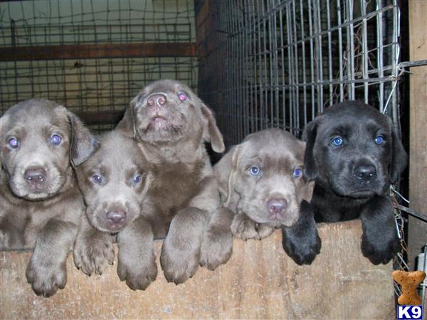 Labrador Retriever Puppies in TX